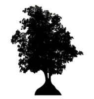 Realistic tree silhouette isolated on transparent background with clipping path and alpha channel png
