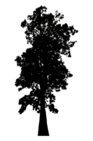Realistic tree silhouette isolated on transparent background with clipping path and alpha channel png