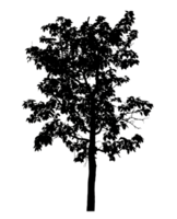 Realistic tree silhouette isolated on transparent background with clipping path and alpha channel png