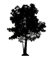 Realistic tree silhouette isolated on transparent background with clipping path and alpha channel png