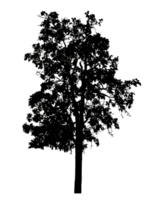 Realistic tree silhouette isolated on transparent background with clipping path and alpha channel png