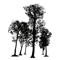 Realistic tree silhouette isolated on transparent background with clipping path and alpha channel png