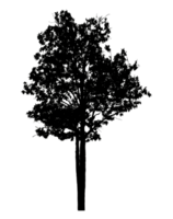 Realistic tree silhouette isolated on transparent background with clipping path and alpha channel png
