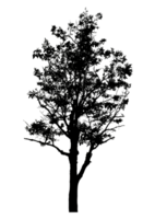 Realistic tree silhouette isolated on transparent background with clipping path and alpha channel png