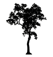 Realistic tree silhouette isolated on transparent background with clipping path and alpha channel png