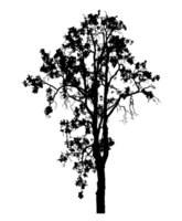 Realistic tree silhouette isolated on transparent background with clipping path and alpha channel png