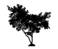Realistic tree silhouette isolated on transparent background with clipping path and alpha channel png