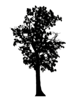 Realistic tree silhouette isolated on transparent background with clipping path and alpha channel png