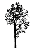 Realistic tree silhouette isolated on transparent background with clipping path and alpha channel png