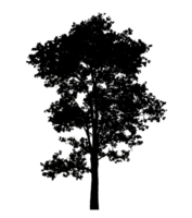 Realistic tree silhouette isolated on transparent background with clipping path and alpha channel png