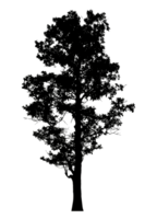 Realistic tree silhouette isolated on transparent background with clipping path and alpha channel png