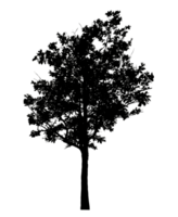 Realistic tree silhouette isolated on transparent background with clipping path and alpha channel png