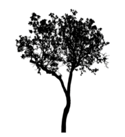 Realistic tree silhouette isolated on transparent background with clipping path and alpha channel png