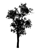 Realistic tree silhouette isolated on transparent background with clipping path and alpha channel png