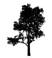 Realistic tree silhouette isolated on transparent background with clipping path and alpha channel png