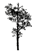 Realistic tree silhouette isolated on transparent background with clipping path and alpha channel png