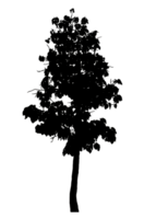 Realistic tree silhouette isolated on transparent background with clipping path and alpha channel png