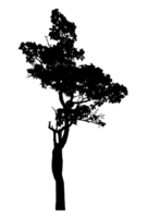 Realistic tree silhouette isolated on transparent background with clipping path and alpha channel png