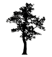 Realistic tree silhouette isolated on transparent background with clipping path and alpha channel png