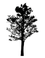 Realistic tree silhouette isolated on transparent background with clipping path and alpha channel png
