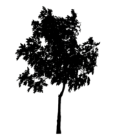 Realistic tree silhouette isolated on transparent background with clipping path and alpha channel png