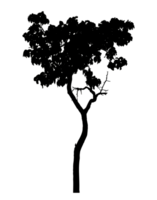 Realistic tree silhouette isolated on transparent background with clipping path and alpha channel png