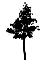 Realistic tree silhouette isolated on transparent background with clipping path and alpha channel png