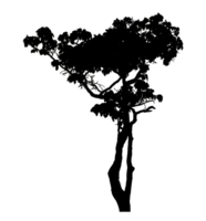 Realistic tree silhouette isolated on transparent background with clipping path and alpha channel png