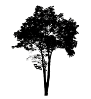 Realistic tree silhouette isolated on transparent background with clipping path and alpha channel png
