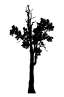 Realistic tree silhouette isolated on transparent background with clipping path and alpha channel png