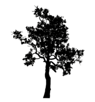 Realistic tree silhouette isolated on transparent background with clipping path and alpha channel png