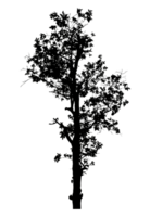Realistic tree silhouette isolated on transparent background with clipping path and alpha channel png