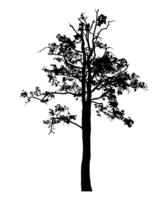Realistic tree silhouette isolated on transparent background with clipping path and alpha channel png