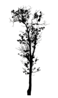 Realistic tree silhouette isolated on transparent background with clipping path and alpha channel png