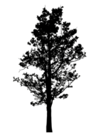Realistic tree silhouette isolated on transparent background with clipping path and alpha channel png