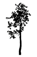 Realistic tree silhouette isolated on transparent background with clipping path and alpha channel png
