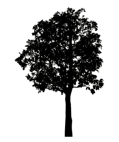 Realistic tree silhouette isolated on transparent background with clipping path and alpha channel png