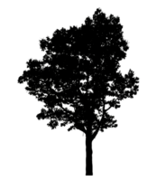 Realistic tree silhouette isolated on transparent background with clipping path and alpha channel png