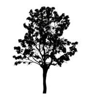 Realistic tree silhouette isolated on transparent background with clipping path and alpha channel png