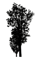 Realistic tree silhouette isolated on transparent background with clipping path and alpha channel png