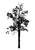 Realistic tree silhouette isolated on transparent background with clipping path and alpha channel png