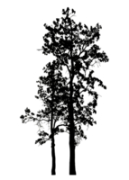 Realistic tree silhouette isolated on transparent background with clipping path and alpha channel png