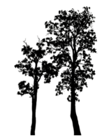 Realistic tree silhouette isolated on transparent background with clipping path and alpha channel png