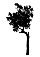 Realistic tree silhouette isolated on transparent background with clipping path and alpha channel png