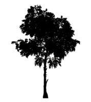 Realistic tree silhouette isolated on transparent background with clipping path and alpha channel png
