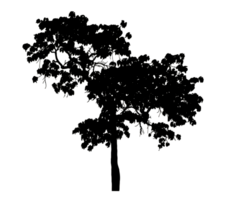 Realistic tree silhouette isolated on transparent background with clipping path and alpha channel png