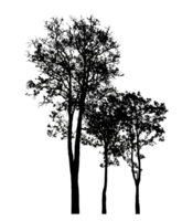 Realistic tree silhouette isolated on transparent background with clipping path and alpha channel png