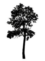 Realistic tree silhouette isolated on transparent background with clipping path and alpha channel png
