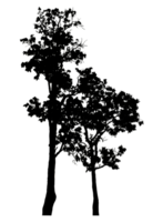 Realistic tree silhouette isolated on transparent background with clipping path and alpha channel png
