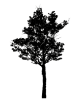 Realistic tree silhouette isolated on transparent background with clipping path and alpha channel png
